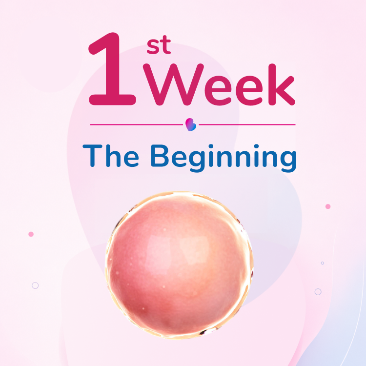 Week 1 - The Beginning